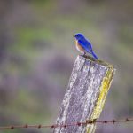 十八摸软件 avz693yu0